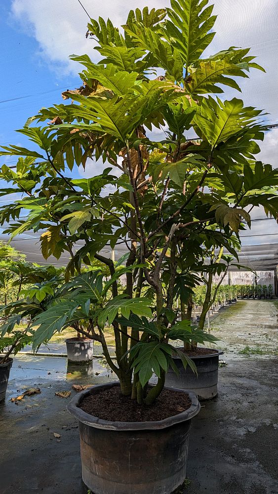 artocarpus-altilis-breadfruit