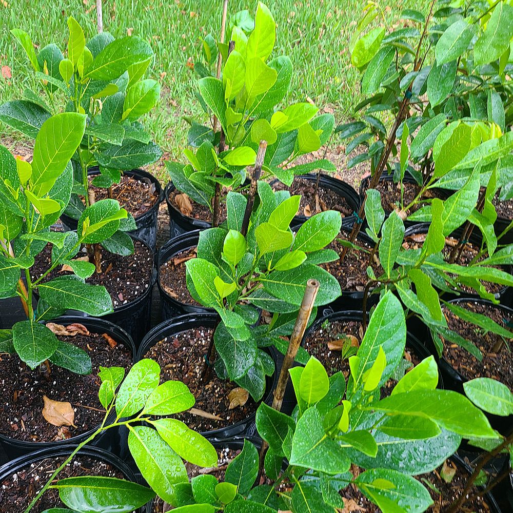 artocarpus-heterophyllus-black-gold-jackfruit-edible