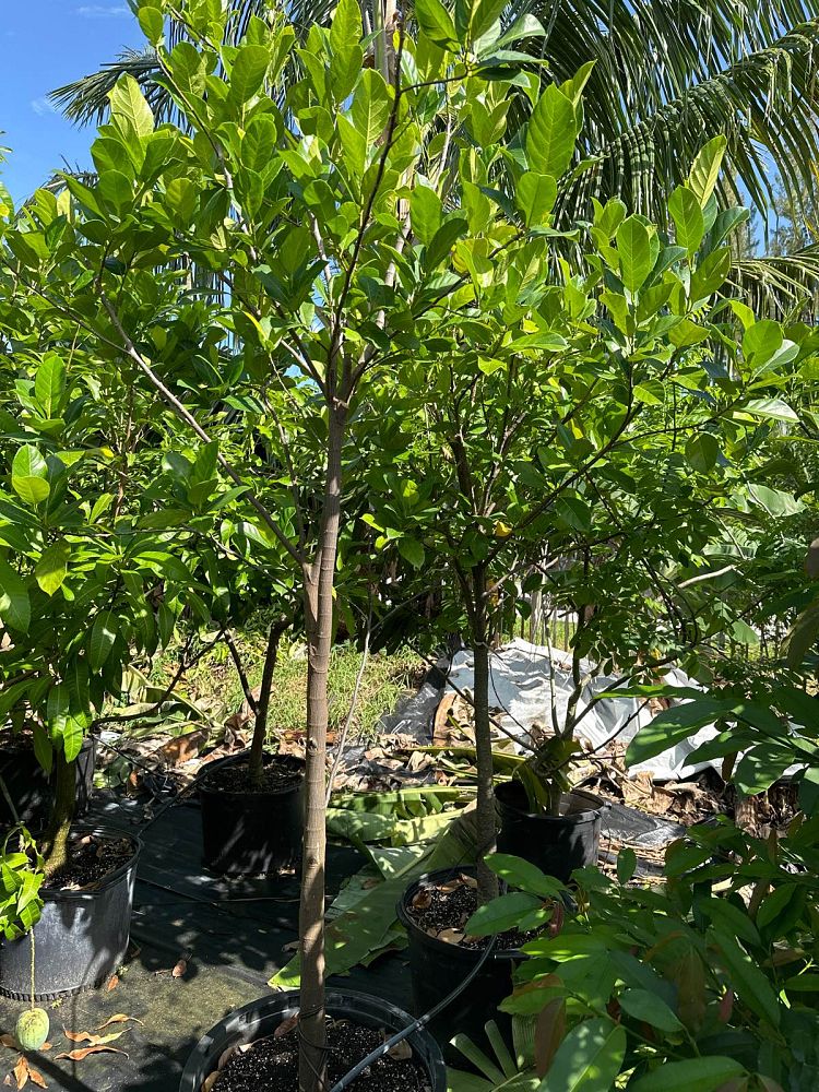 artocarpus-heterophyllus-jackfruit-edible