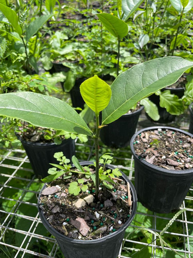 artocarpus-heterophyllus-jackfruit-edible