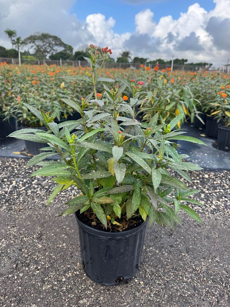 asclepias-curassavica-milkweed-bloodflower