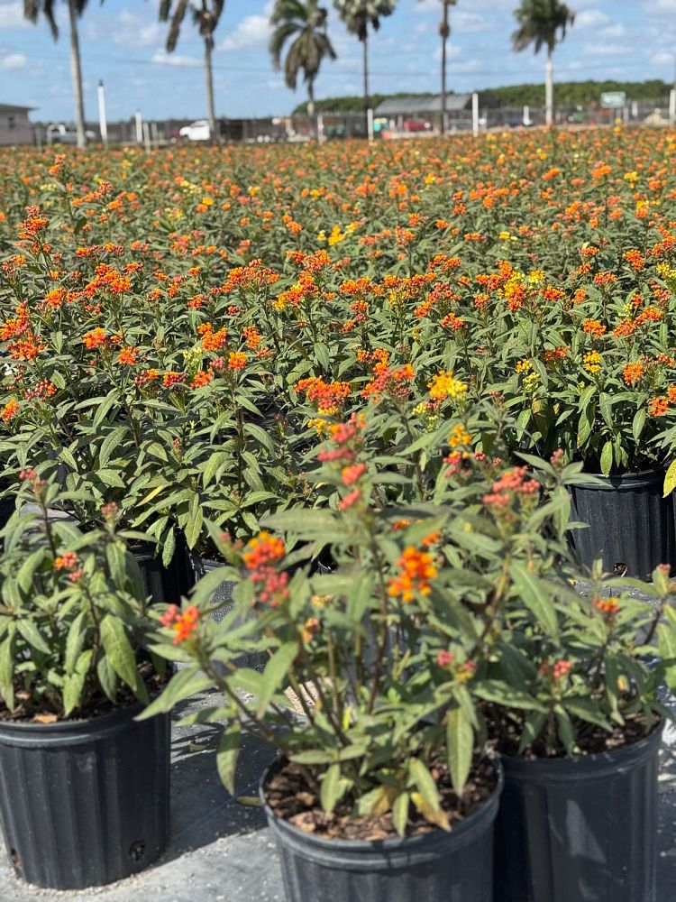 asclepias-curassavica-milkweed-bloodflower