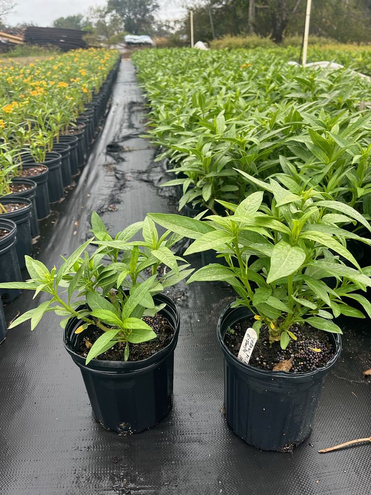 asclepias-curassavica-milkweed-bloodflower