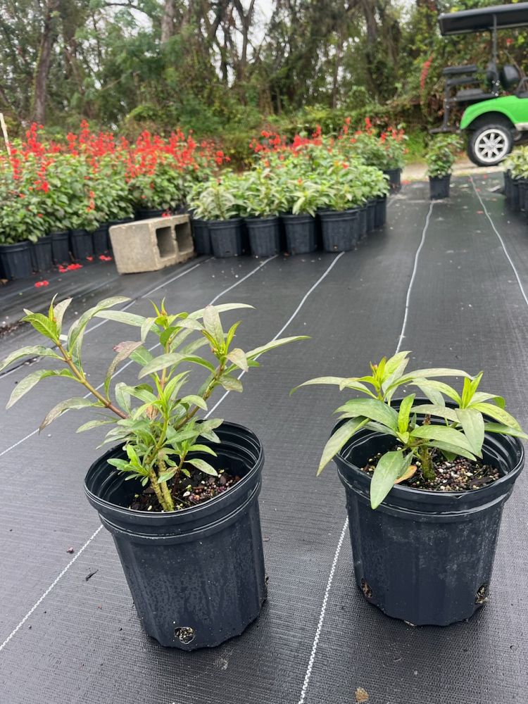 asclepias-curassavica-milkweed-bloodflower