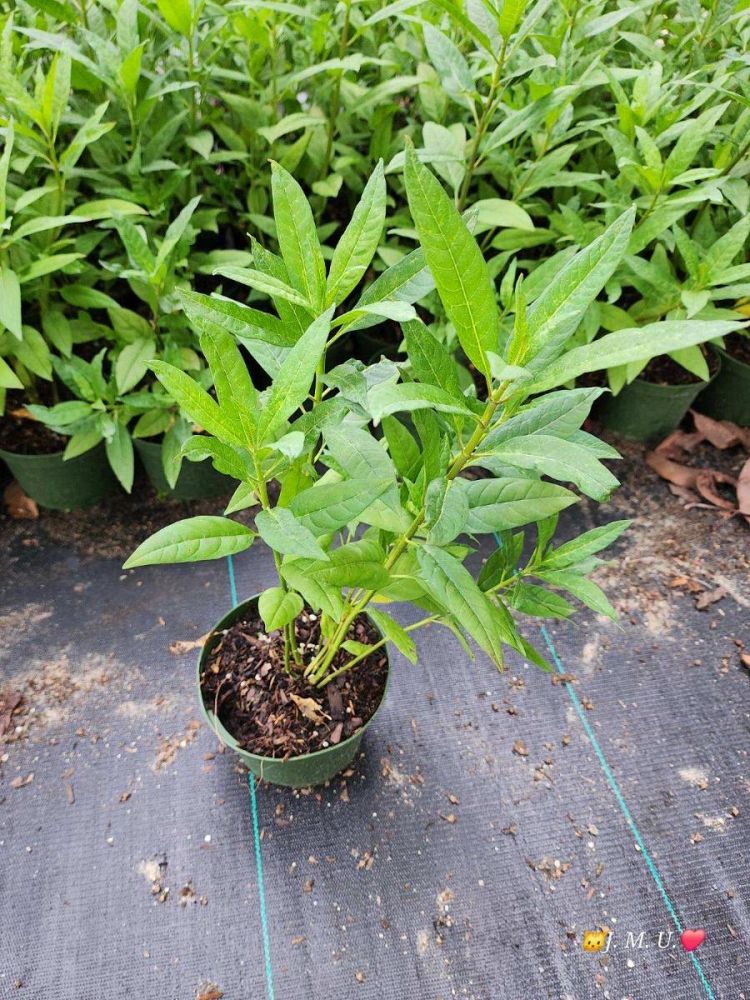 asclepias-curassavica-milkweed-bloodflower