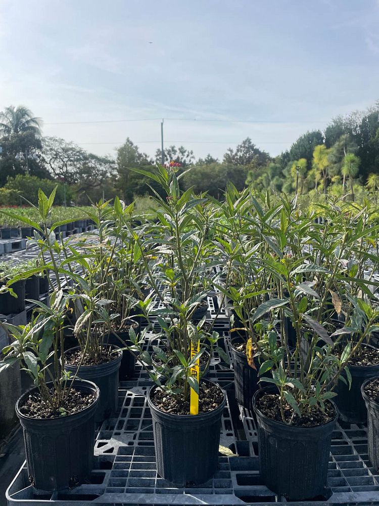 asclepias-curassavica-milkweed-bloodflower