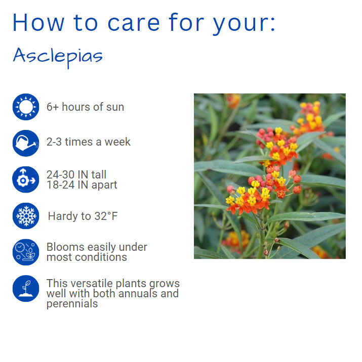 asclepias-curassavica-silky-deep-red-milkweed-bloodflower