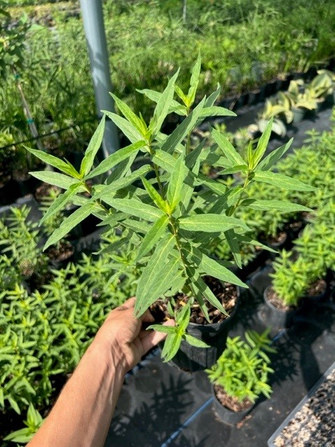 asclepias-incarnata-swamp-milkweed