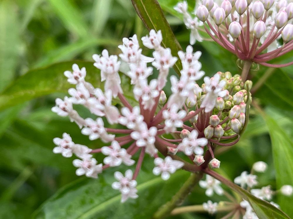 asclepias-incarnata-swamp-milkweed