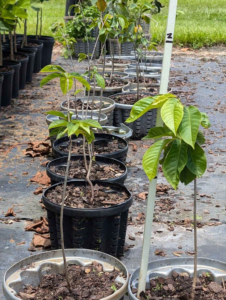 asimina-triloba-pawpaw