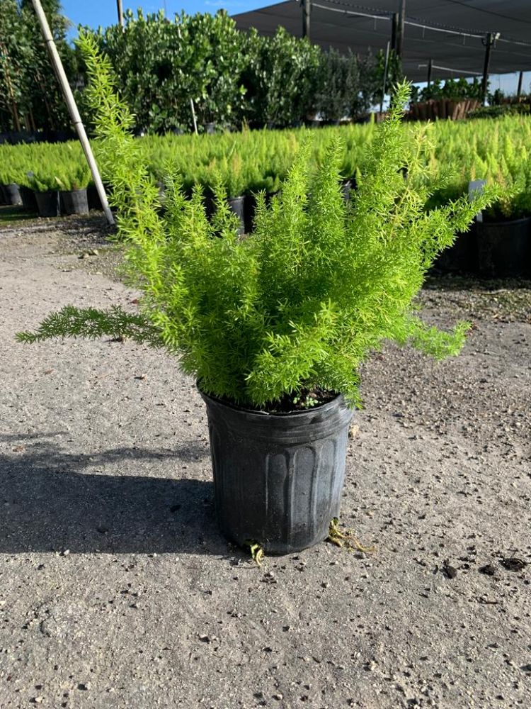 Gallery – Island Tropical Foliage Wholesale Nursery