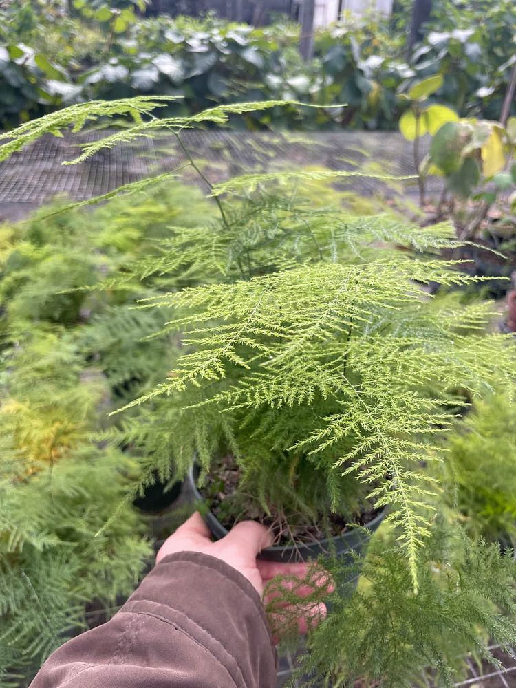 asparagus-plumosus-nanus-fern-plumosa