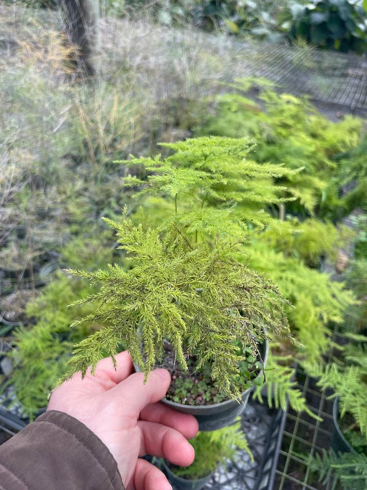 asparagus-plumosus-nanus-fern-plumosa