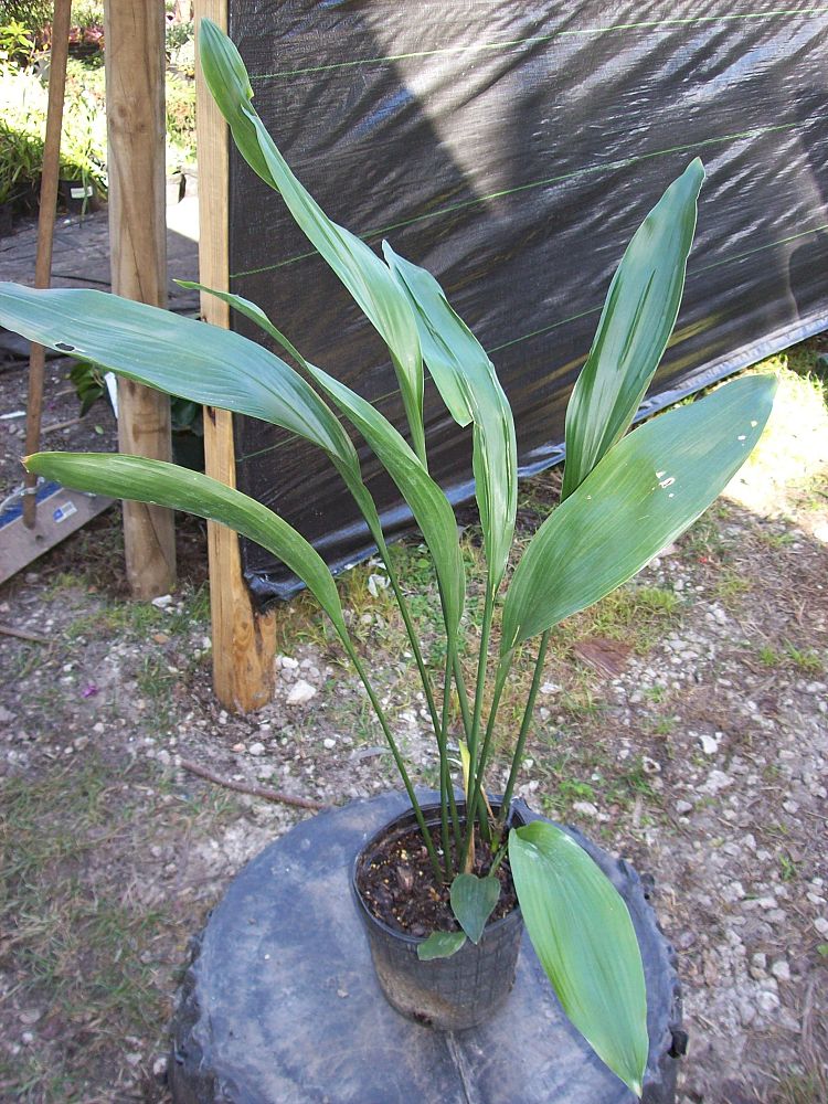 aspidistra-elatior-cast-iron-plant