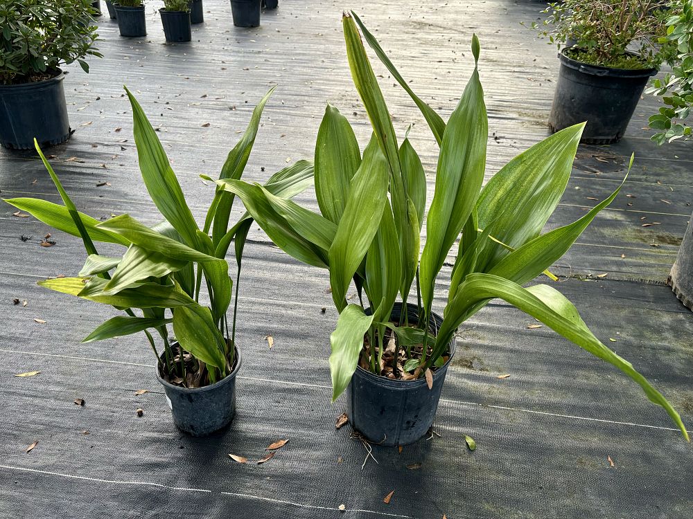 aspidistra-elatior-cast-iron-plant