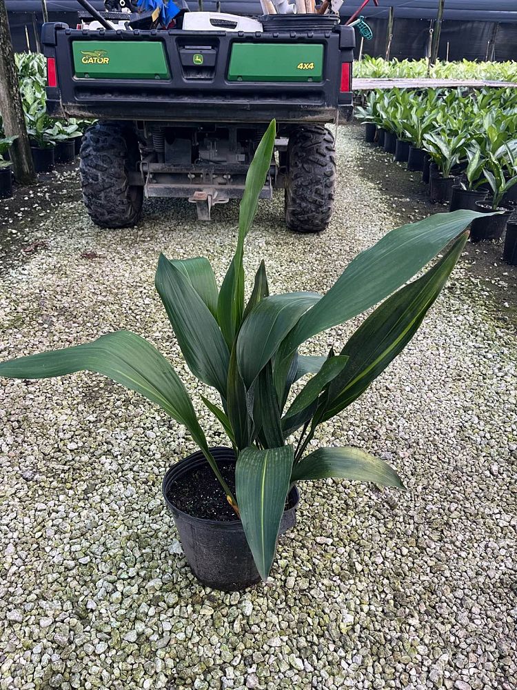 aspidistra-elatior-cast-iron-plant