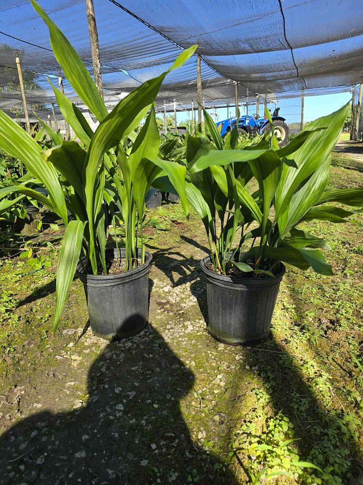 aspidistra-elatior-cast-iron-plant