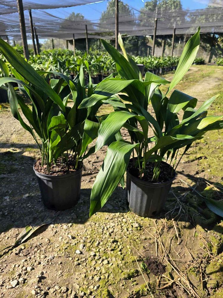 aspidistra-elatior-cast-iron-plant