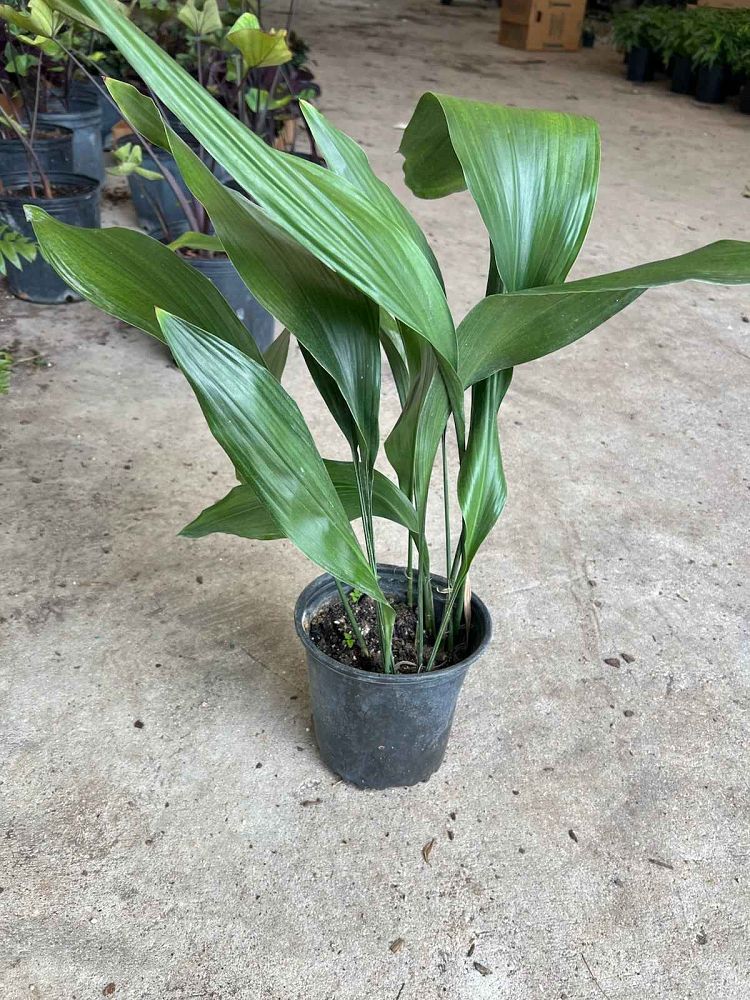 aspidistra-elatior-cast-iron-plant