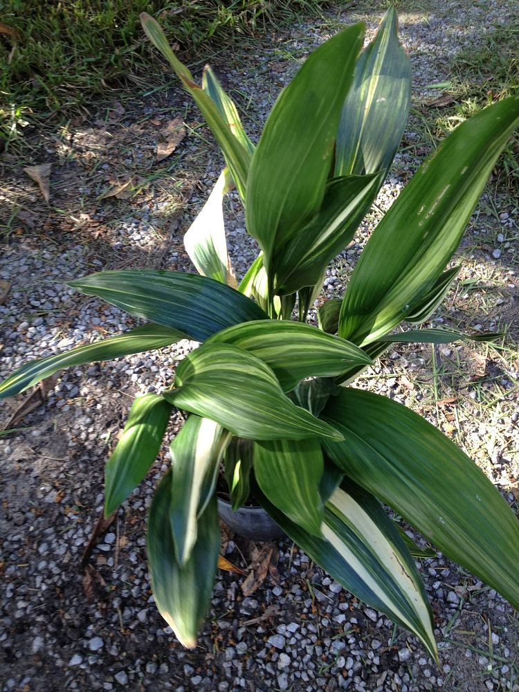 Aspidistra elatior �Okame� Variegated, Cast Iron Plant