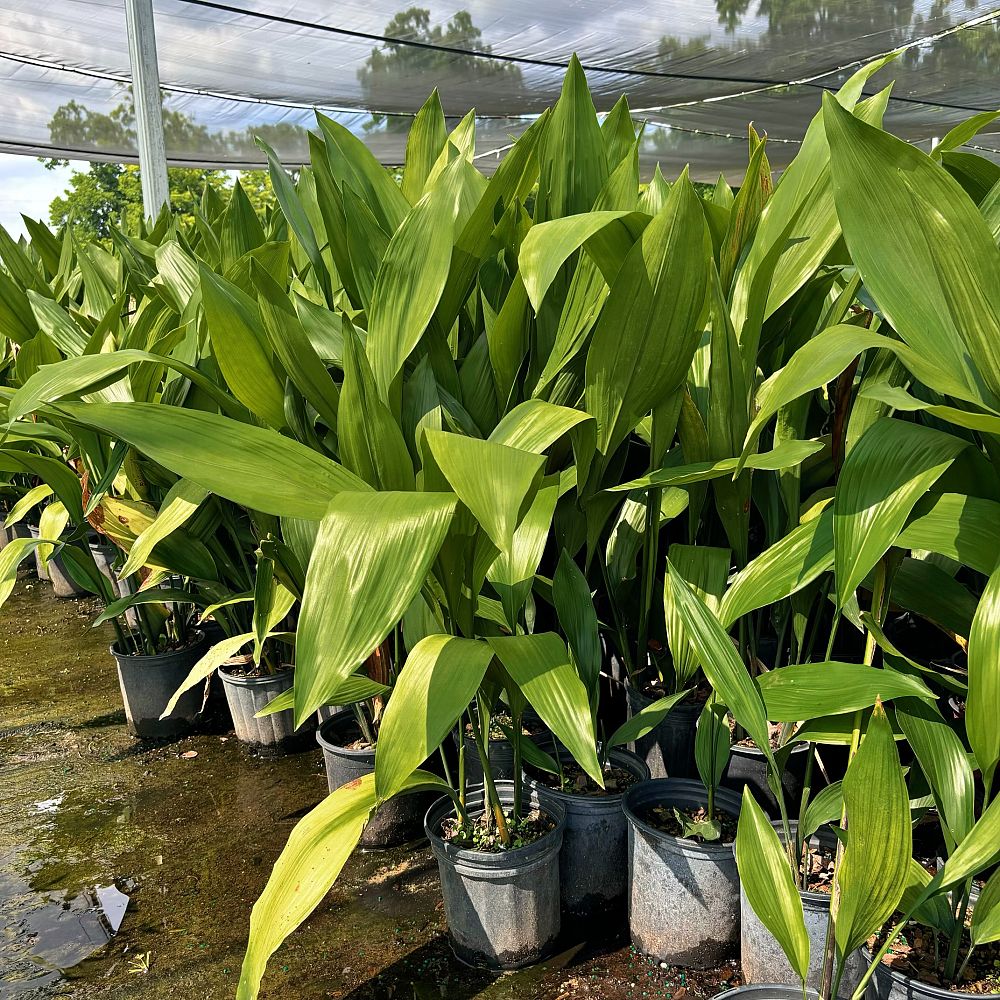 aspidistra-lurida-cast-iron-plant