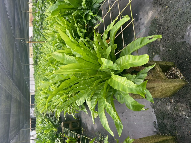 asplenium-nidus-bird-s-nest-fern