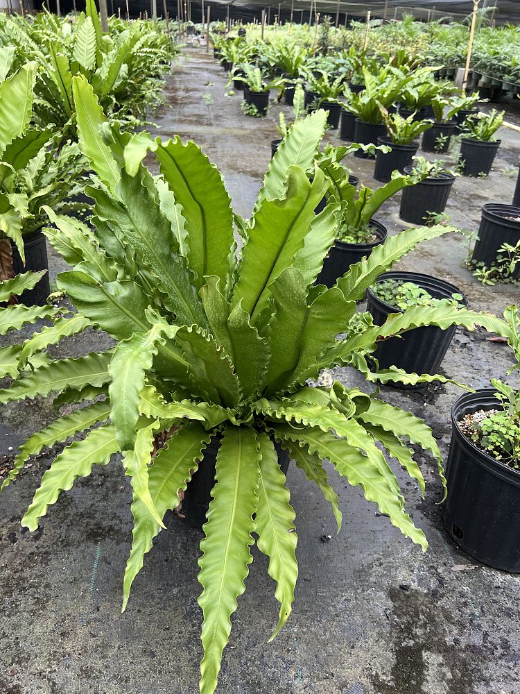 asplenium-nidus-bird-s-nest-fern