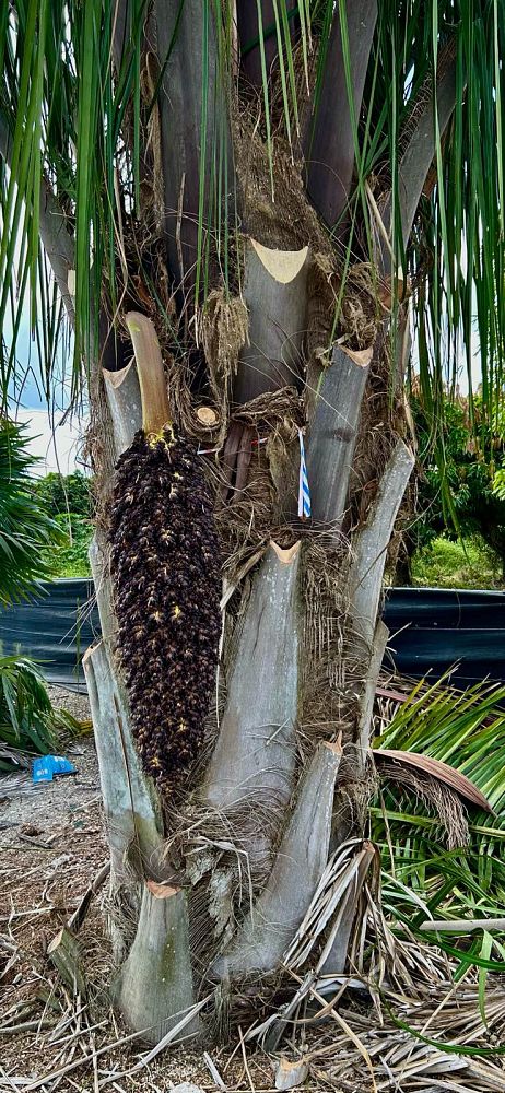 attalea-american-oil-palm