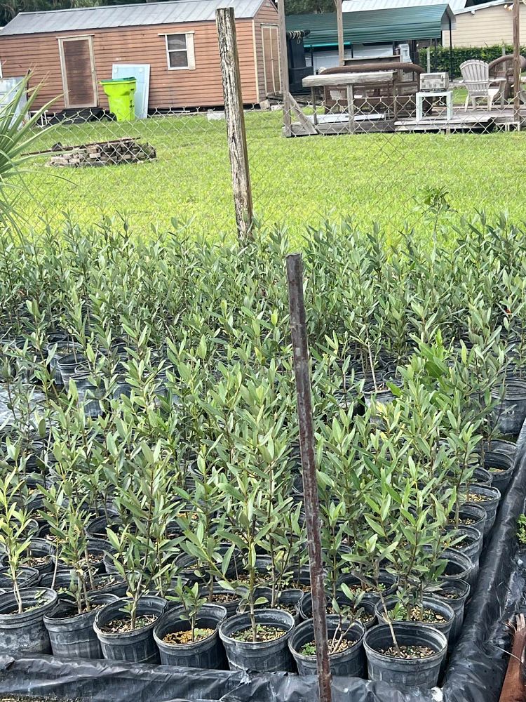 avicennia-germinans-black-mangrove