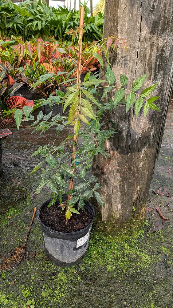 azadirachta-indica-neem-tree-indian-lilac