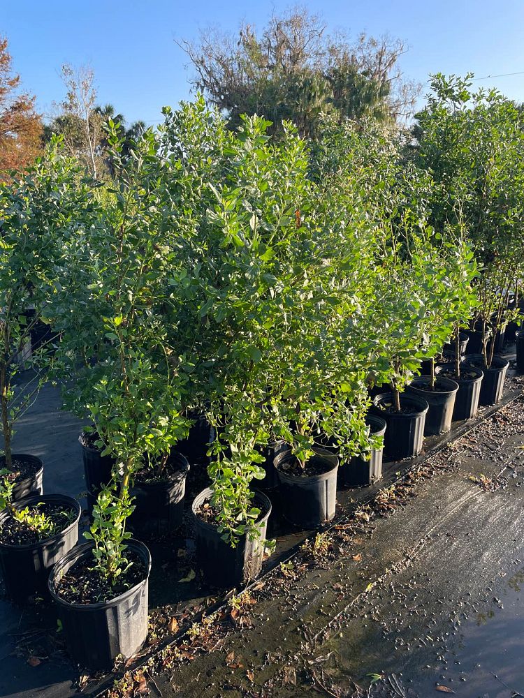 baccharis-halimifolia-consumption-weed-groundsel-groundsel-bush-sea-myrtle-seepwillow-eastern-baccharis