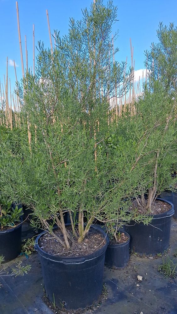 baccharis-neglecta-jara-dulce-new-deal-weed-poverty-weed-roosevelt-weed