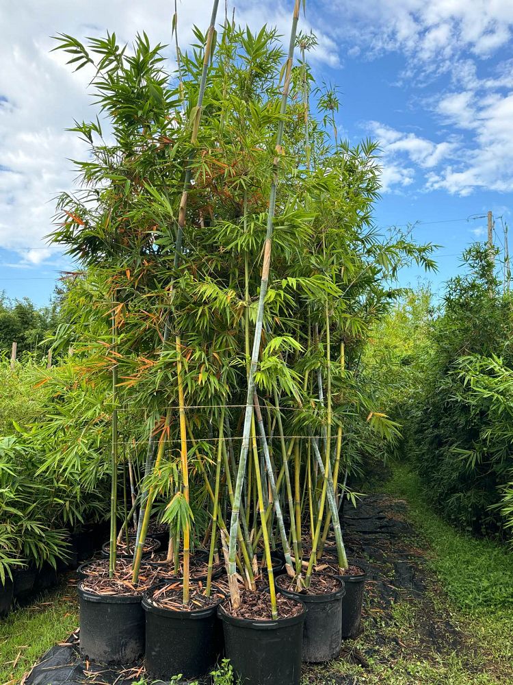 bambusa-chungii-tropical-blue-bamboo