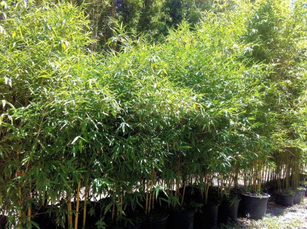 Tropical Bamboo Nursery & Gardens | plantANT.com