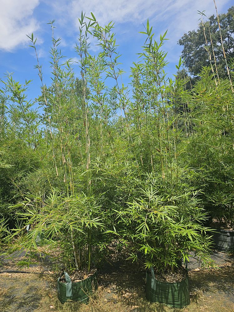 bambusa-malingensis-maling-bamboo-seabreeze-bamboo