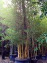 Tropical Bamboo Nursery & Gardens | plantANT.com