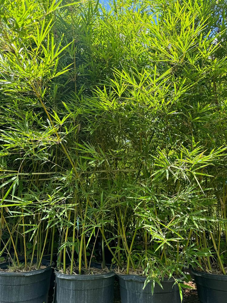 bambusa-textilis-rg-dwarf-weaver-s-bamboo