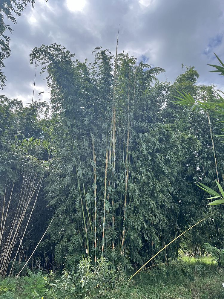 bambusa-tuldoides-punting-pole-bamboo