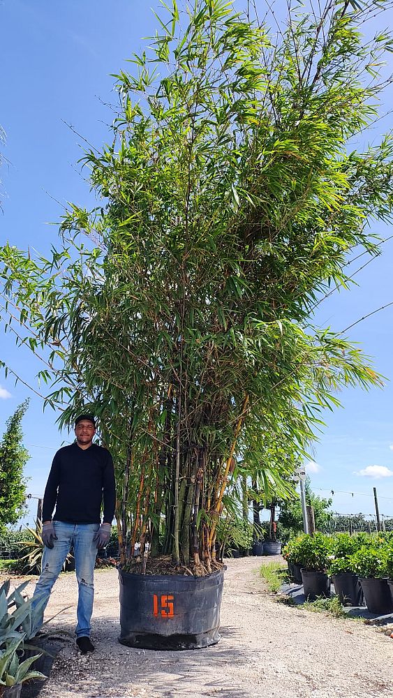 bambusa-vulgaris-vittata-golden-hawaiian-stripe-bamboo