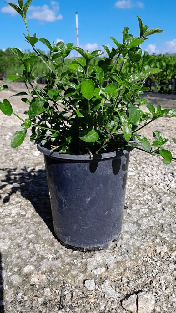 barleria-repens-coral-creeper