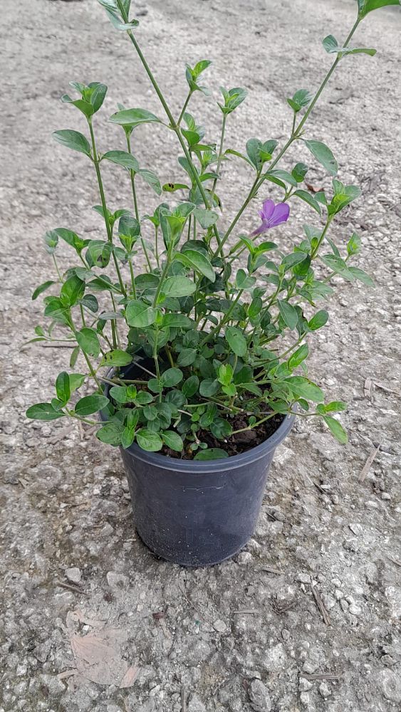 barleria-repens-coral-creeper