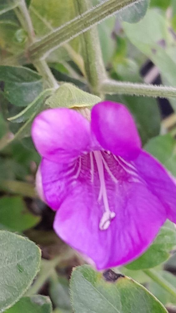 barleria-repens-coral-creeper