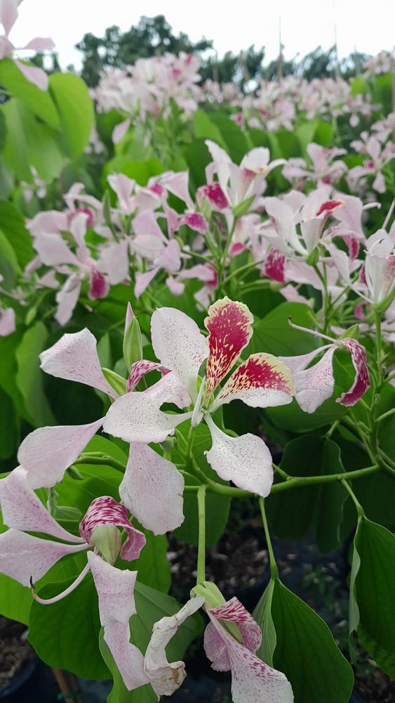 bauhinia-monandra-butterfly-flower