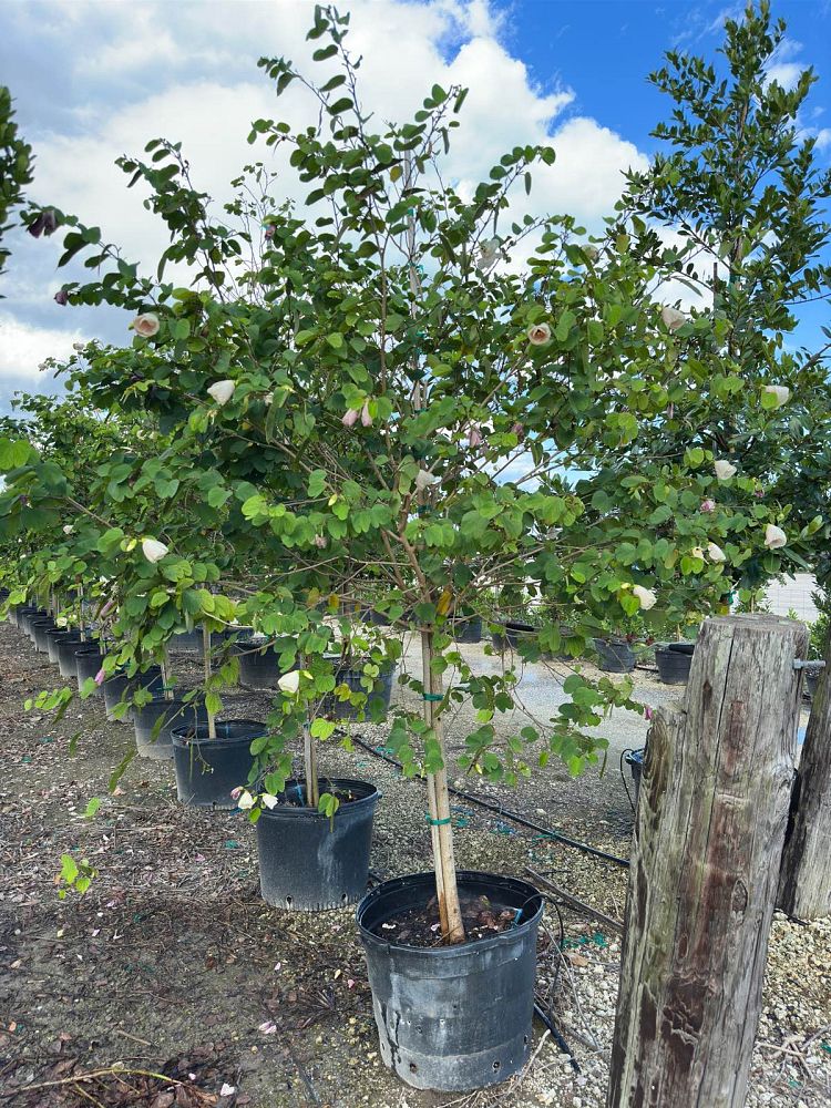 bauhinia-tomentosa-yellow-orchid-tree-st-thomas-tree