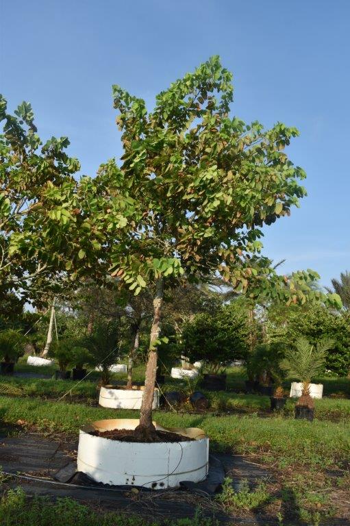 bauhinia-variegata-candida-bauhinia-alba-white-orchid-tree