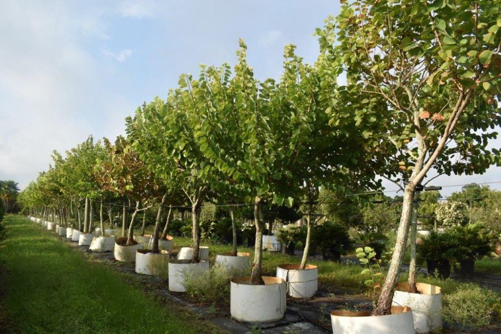 bauhinia-variegata-candida-bauhinia-alba-white-orchid-tree