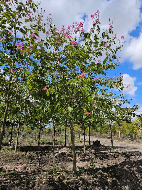 bauhinia-x-blakeana-hong-kong-orchid