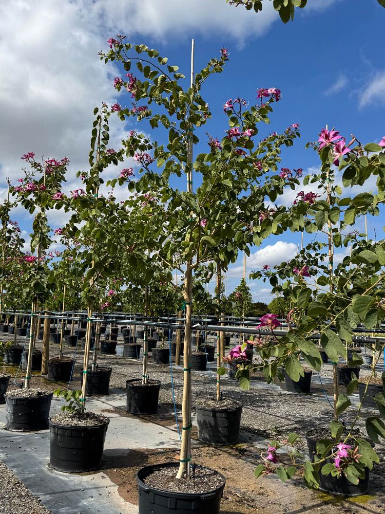 bauhinia-x-blakeana-hong-kong-orchid