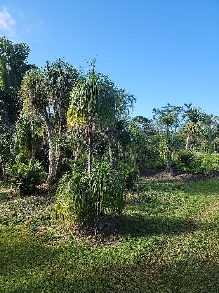 beaucarnea-guatemalensis-ponytail-palm-guatemala-pony-tail-red-ponytail-plant