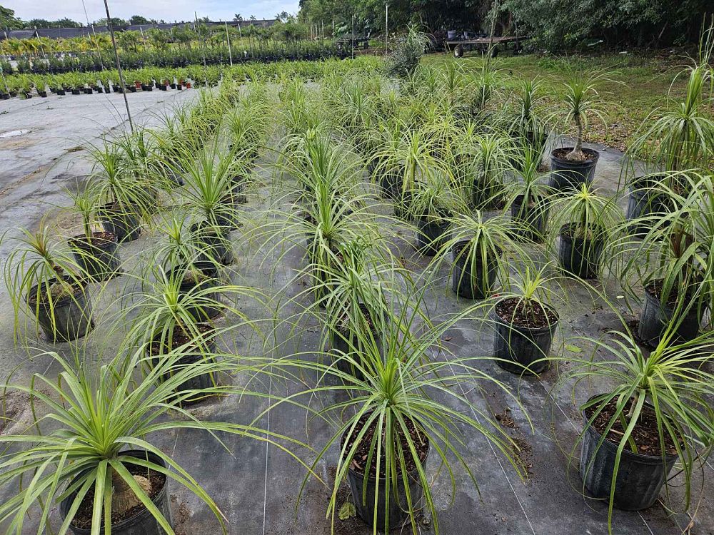 beaucarnea-guatemalensis-ponytail-palm-guatemala-pony-tail-red-ponytail-plant